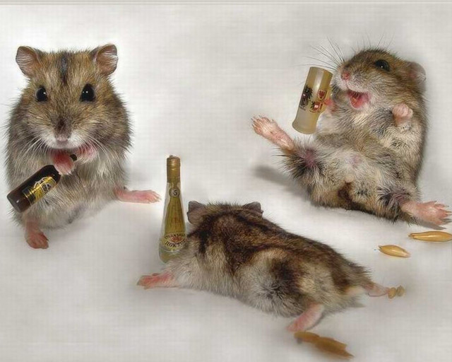 Mice eating drinking wine together free wallpaper for desktop - medium preview image
