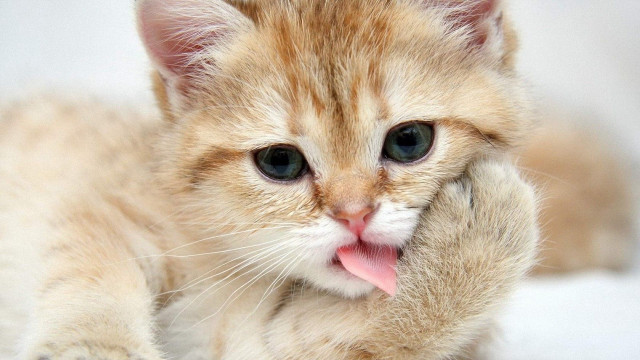 Small kitten tongue hanging out #2 free wallpaper for desktop - medium preview image