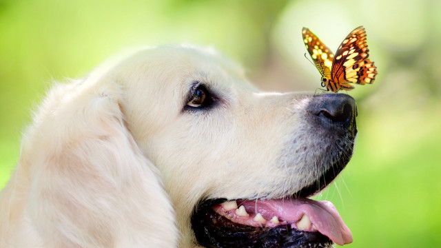 Dog butterfly nose camera blurry free wallpaper for desktop - medium preview image