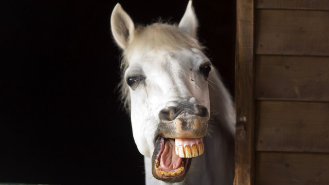 White horse mouth open teeth free wallpaper for desktop - medium preview image