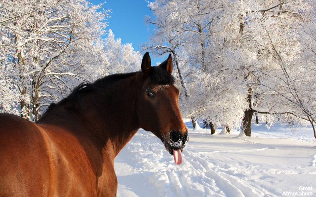 Horse snow mouth open tongue free wallpaper for desktop - medium preview image