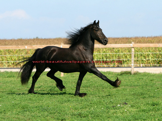 Black horse running grass fence free wallpaper for desktop - medium preview image