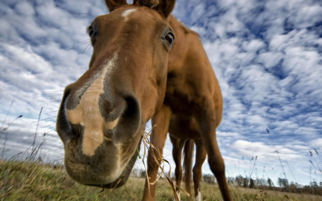 Horse field sky background clouds free wallpaper for desktop - medium preview image