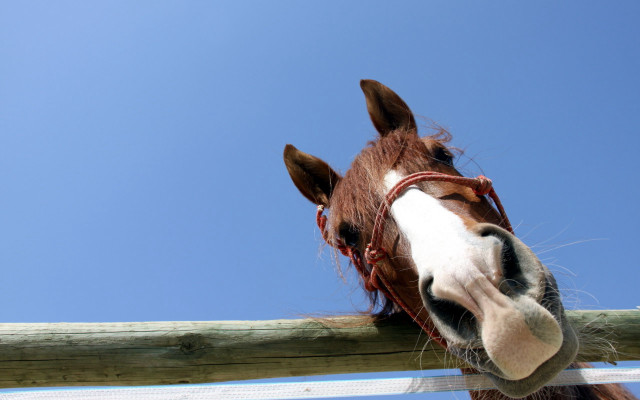 Horse fence sky wooden post free wallpaper for desktop - medium preview image