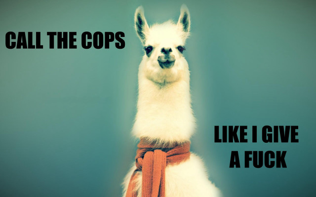 Llama belt neck caption says free wallpaper for desktop - medium preview image