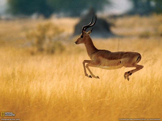 Gazelle running tall grass background free wallpaper for desktop - medium preview image