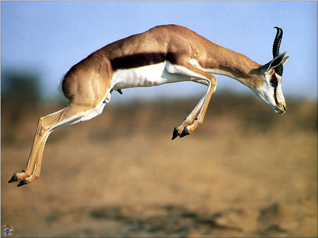 Gazelle jumping air head down #2 free wallpaper for desktop - medium preview image