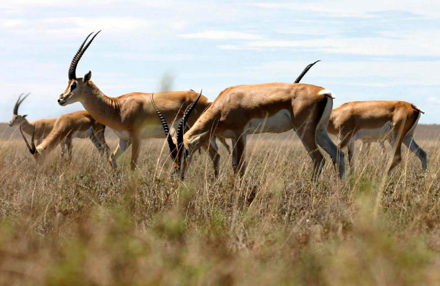 Herd antelope dry grass field free wallpaper for desktop - medium preview image