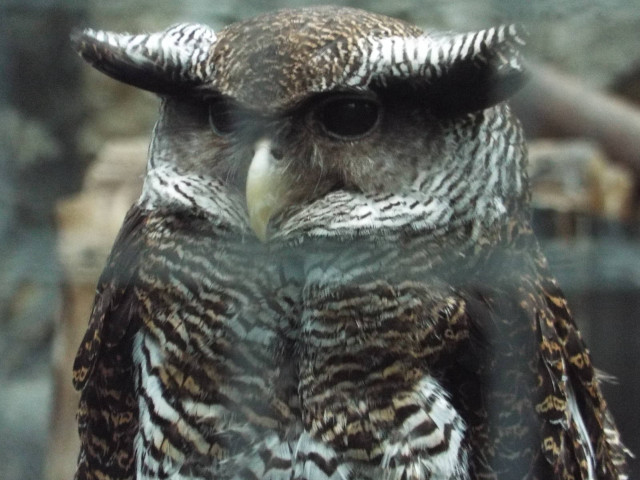 Owl closeup glass fence blurry free wallpaper for desktop - medium preview image