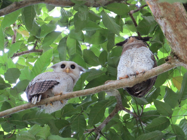 Owls branch jungle nature vines free wallpaper for desktop - medium preview image