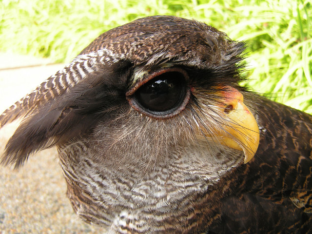 Bird eyeball beak blurry background free wallpaper for desktop - medium preview image