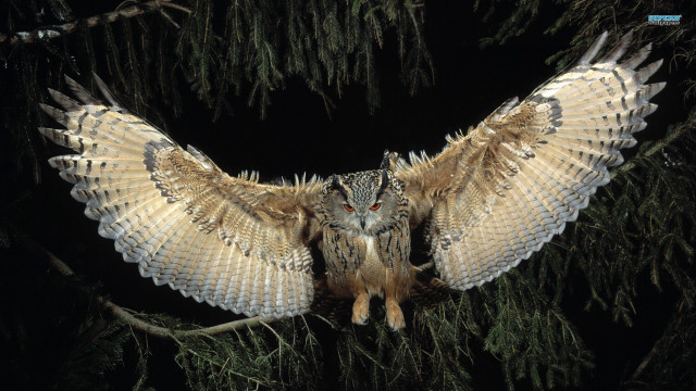 Large owl perched branch wings free wallpaper for desktop - medium preview image
