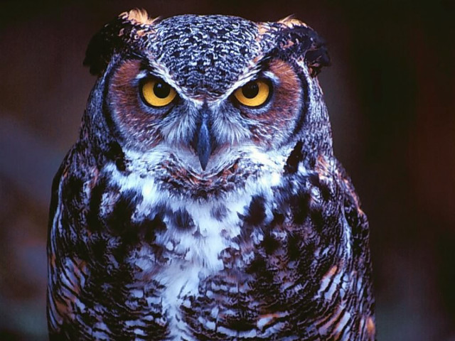 Owl yellow eyes looking at free wallpaper for desktop - medium preview image