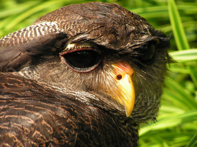 Bird yellow beak brown feathers free wallpaper for desktop - medium preview image