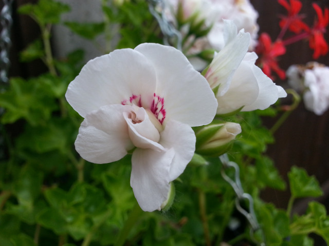White flower red stamens macro free wallpaper for desktop - medium preview image