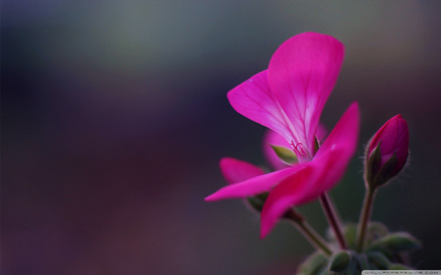 Pink flower macro blurry background #4 free wallpaper for desktop - medium preview image