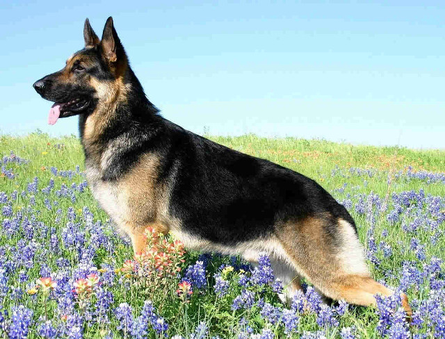 German shepherd field flowers tongue free wallpaper for desktop - medium preview image