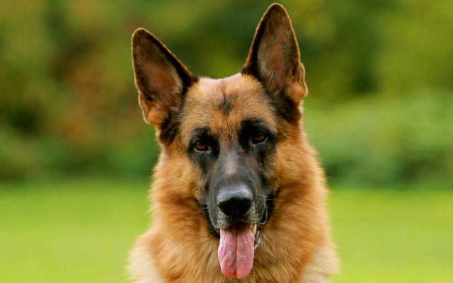 German shepherd tongue out field free wallpaper for desktop - medium preview image