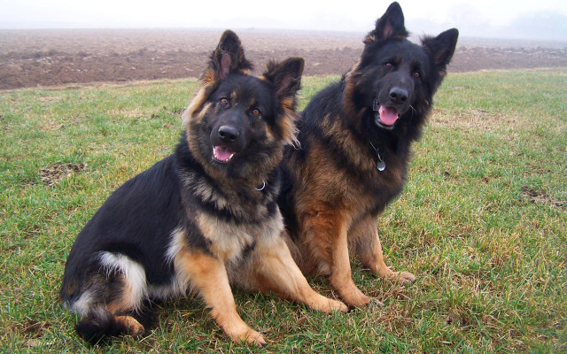 Two dogs sitting grass tongue free wallpaper for desktop - medium preview image