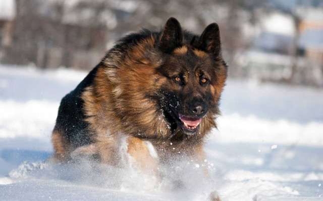 Dog running through snow wintertime #3 free wallpaper for desktop - medium preview image
