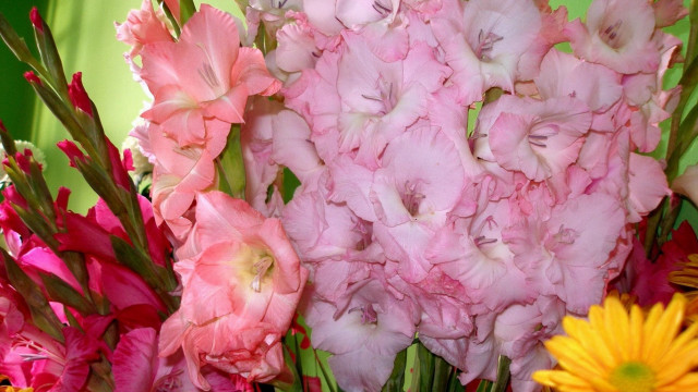 Pink white flowers vase yellow free wallpaper for desktop - medium preview image