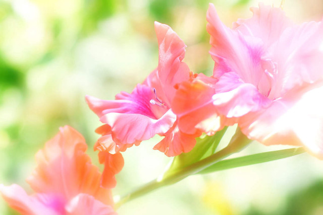 Pink flower closeup blurry background #11 free wallpaper for desktop - medium preview image