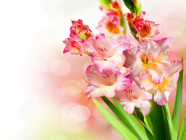 Flowers bokeh blurry background orpism free wallpaper for desktop - medium preview image