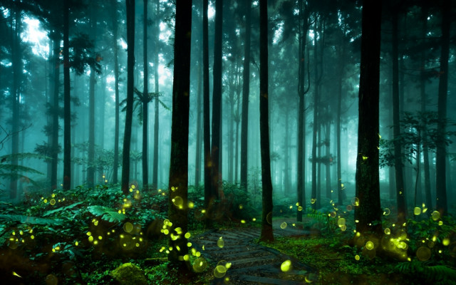 Path woods fireflies trail leading free wallpaper for desktop - medium preview image