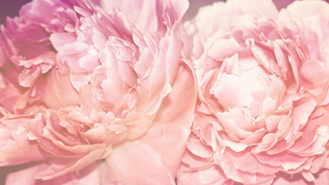 Pink flowers blurry background still free wallpaper for desktop - medium preview image