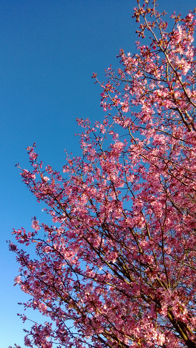 Tree pink flowers blue sky #7 free wallpaper for mobile - medium preview image