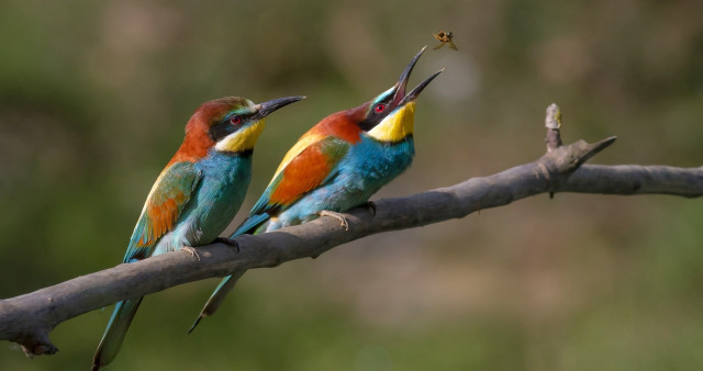 Colorful birds branch insect beaks free wallpaper for desktop - medium preview image