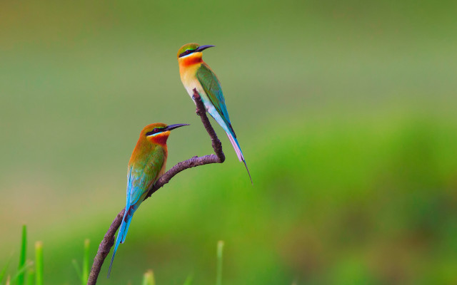 Colorful birds sitting branch grass free wallpaper for desktop - medium preview image