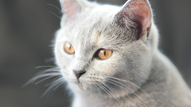 Cat yellow eyes close up free wallpaper for desktop - medium preview image