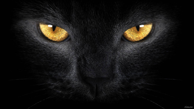 Black cat yellow eyes looking free wallpaper for desktop - medium preview image