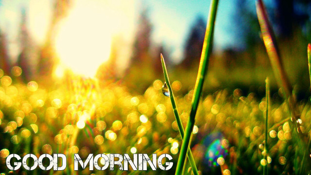 Grass good morning christmas bokeh free wallpaper for desktop - medium preview image