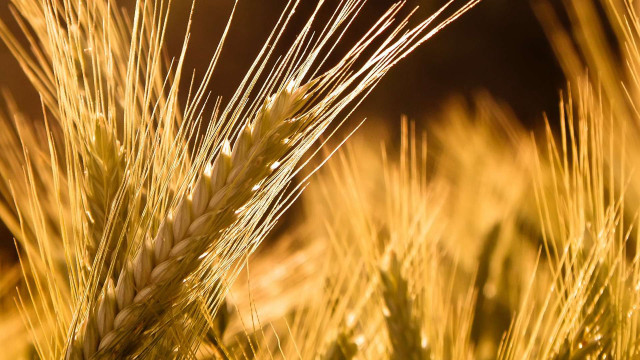 Wheat closeup blurry background sunset free wallpaper for desktop - medium preview image
