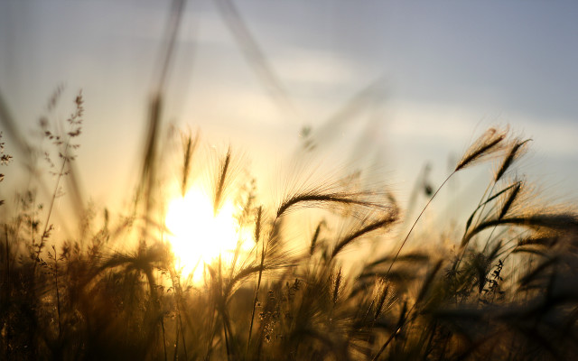 Tall grass sunset clouds sky free wallpaper for desktop - medium preview image