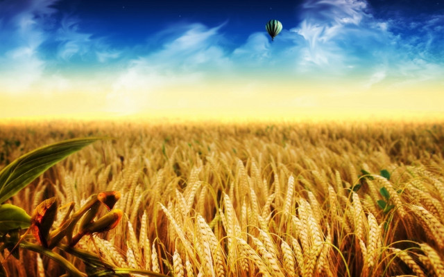 Hot air balloon wheat field #2 free wallpaper for desktop - medium preview image