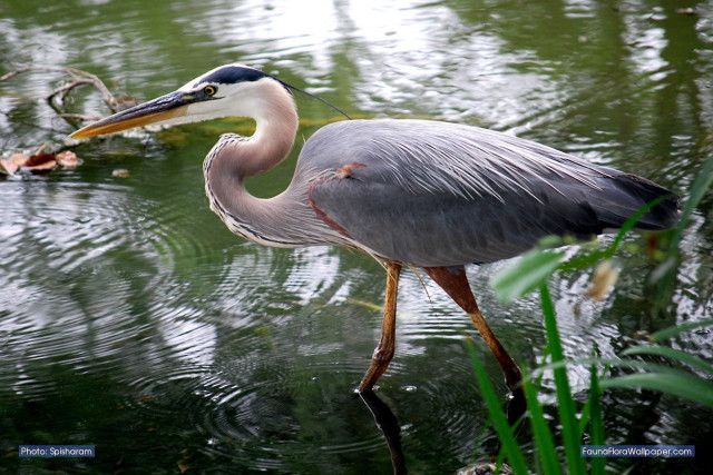 Bird standing water long beak free wallpaper for desktop - medium preview image