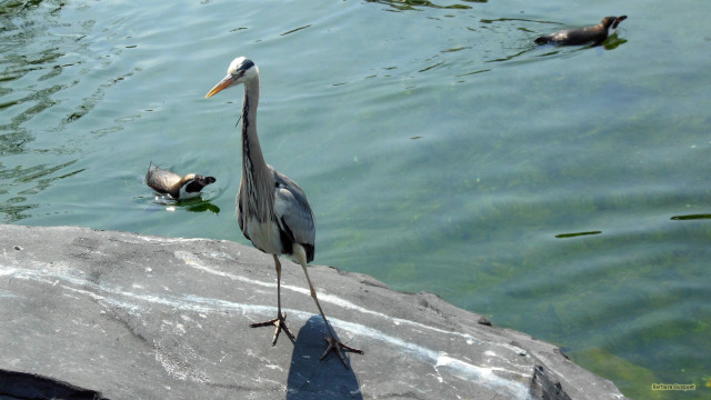 Bird rock water ducks background free wallpaper for desktop - medium preview image