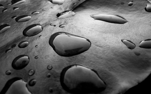 Leaf waterdrops black white border free wallpaper for desktop - medium preview image