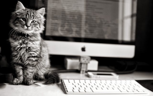 Cat desk keyboard monitor mouse free wallpaper for desktop - medium preview image