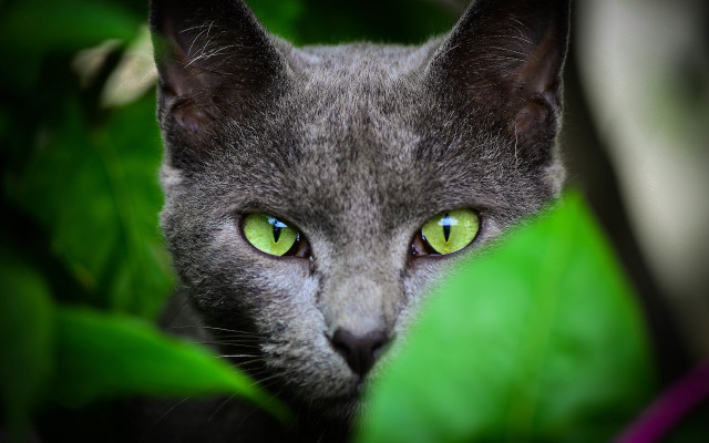 Cat green eyes blurry background #10 free wallpaper for desktop - medium preview image