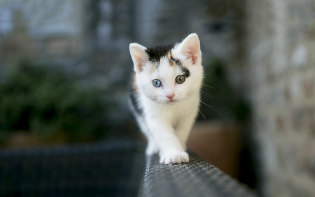 Kitten walking bench brick wall free wallpaper for desktop - medium preview image