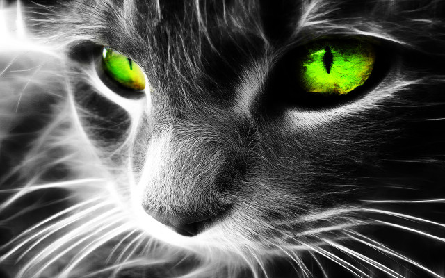 Cat green eyes black background #5 free wallpaper for desktop - medium preview image