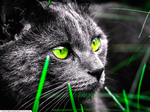 Cat green eyes staring grass free wallpaper for desktop - medium preview image