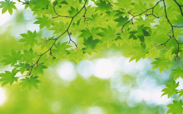 Tree branch closeup leaves blurry free wallpaper for desktop - medium preview image
