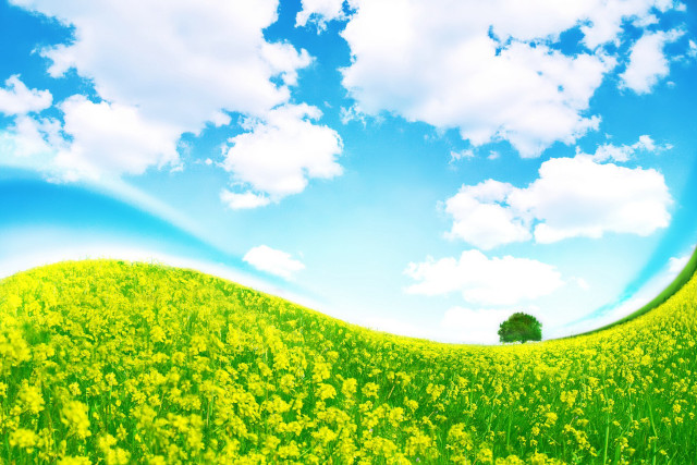 Yellow flowers blue sky clouds #9 free wallpaper for desktop - medium preview image