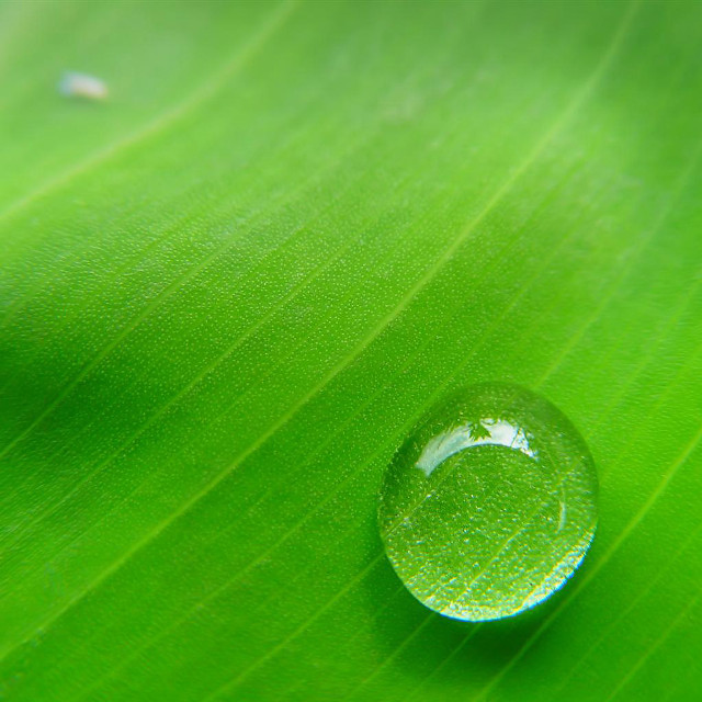Water drop green leaf blurry free wallpaper for tablet - medium preview image