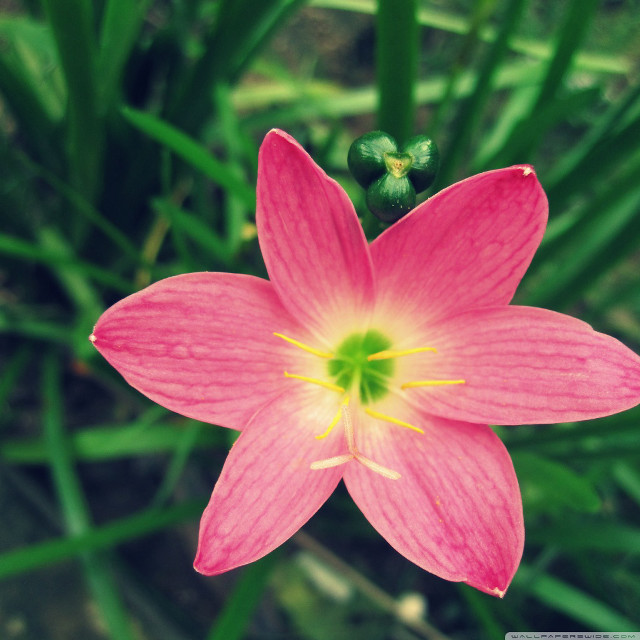 Pink flower green center blurry #2 free wallpaper for tablet - medium preview image